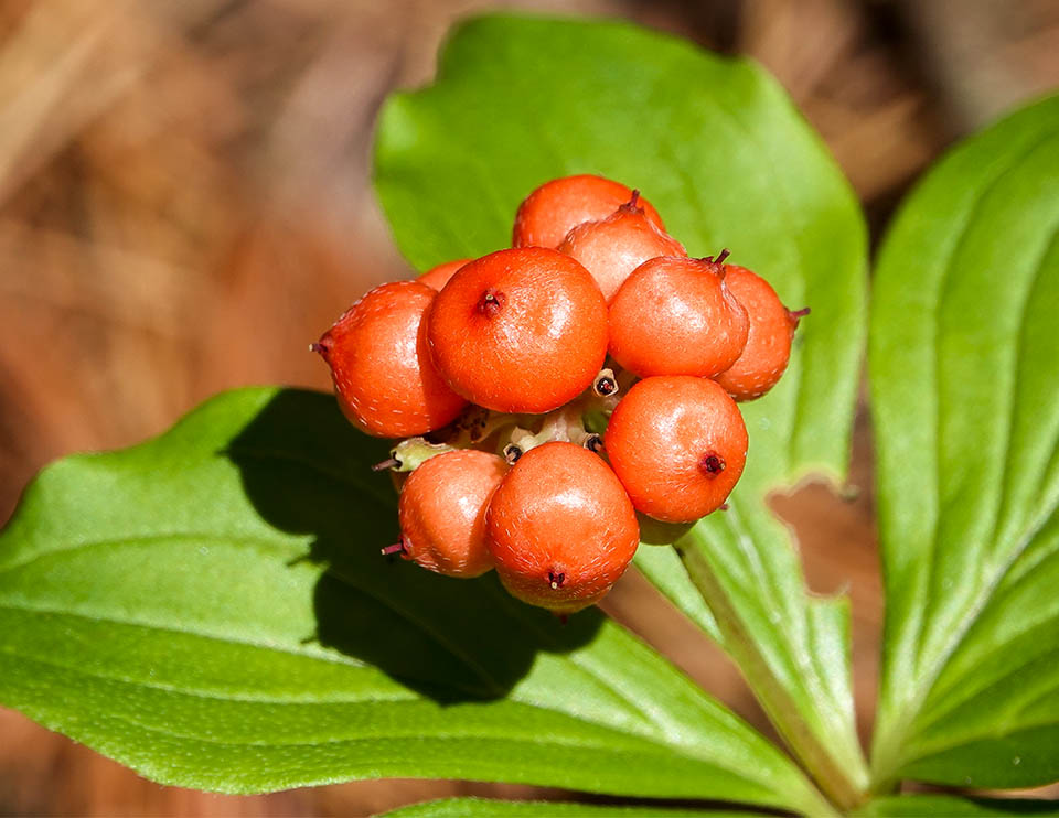 Bunchberry Blumensamen zur Aussaat Halbschatten verträglich Traditionssorte & ohne Gentechnik Samen Hausgarten