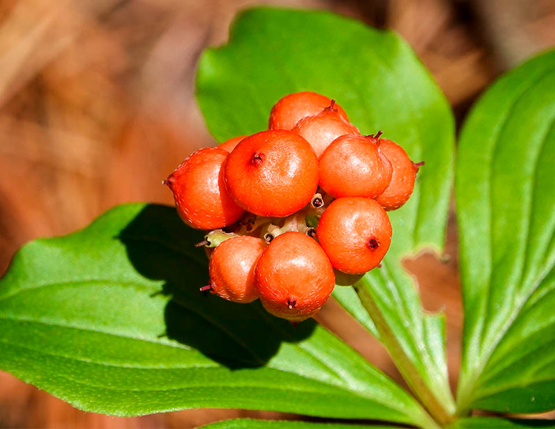 Bunchberry Blumensamen zur Aussaat Halbschatten verträglich Traditionssorte & ohne Gentechnik Samen Hausgarten