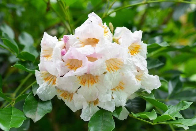 Grün Radermachera Blumensamen zur Aussaat – farbenfroh Schau – Traditionssorte & ohne Gentechnik Samen Hausgarten