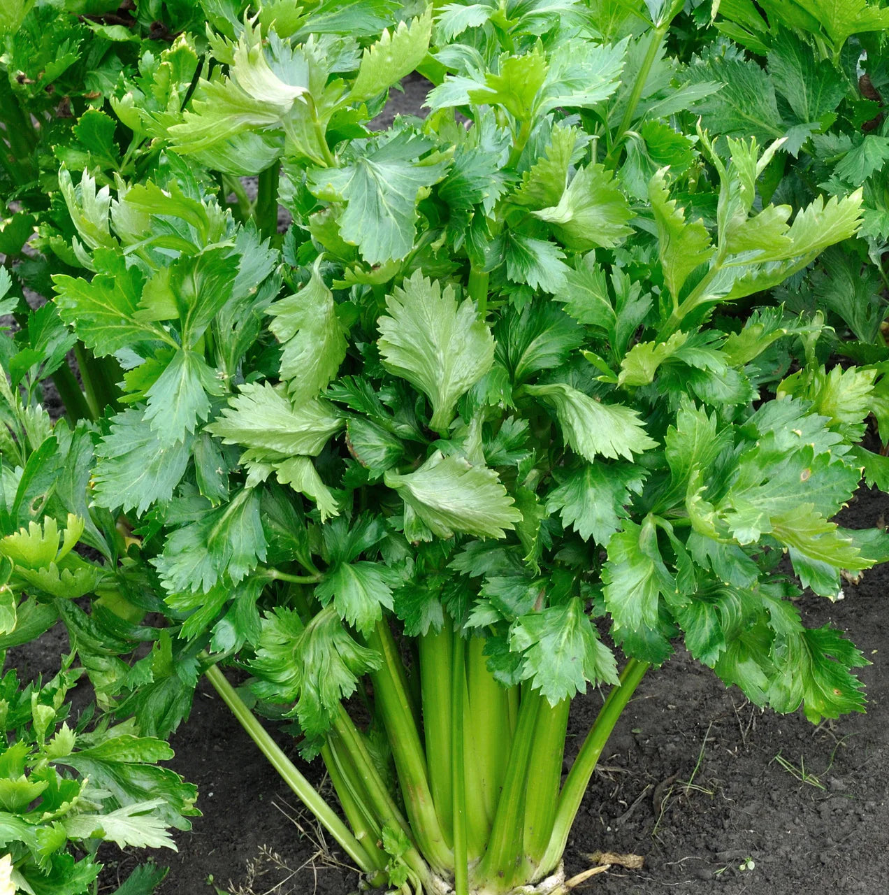Green Apium Graveolens Planting Samen for Home Gardening