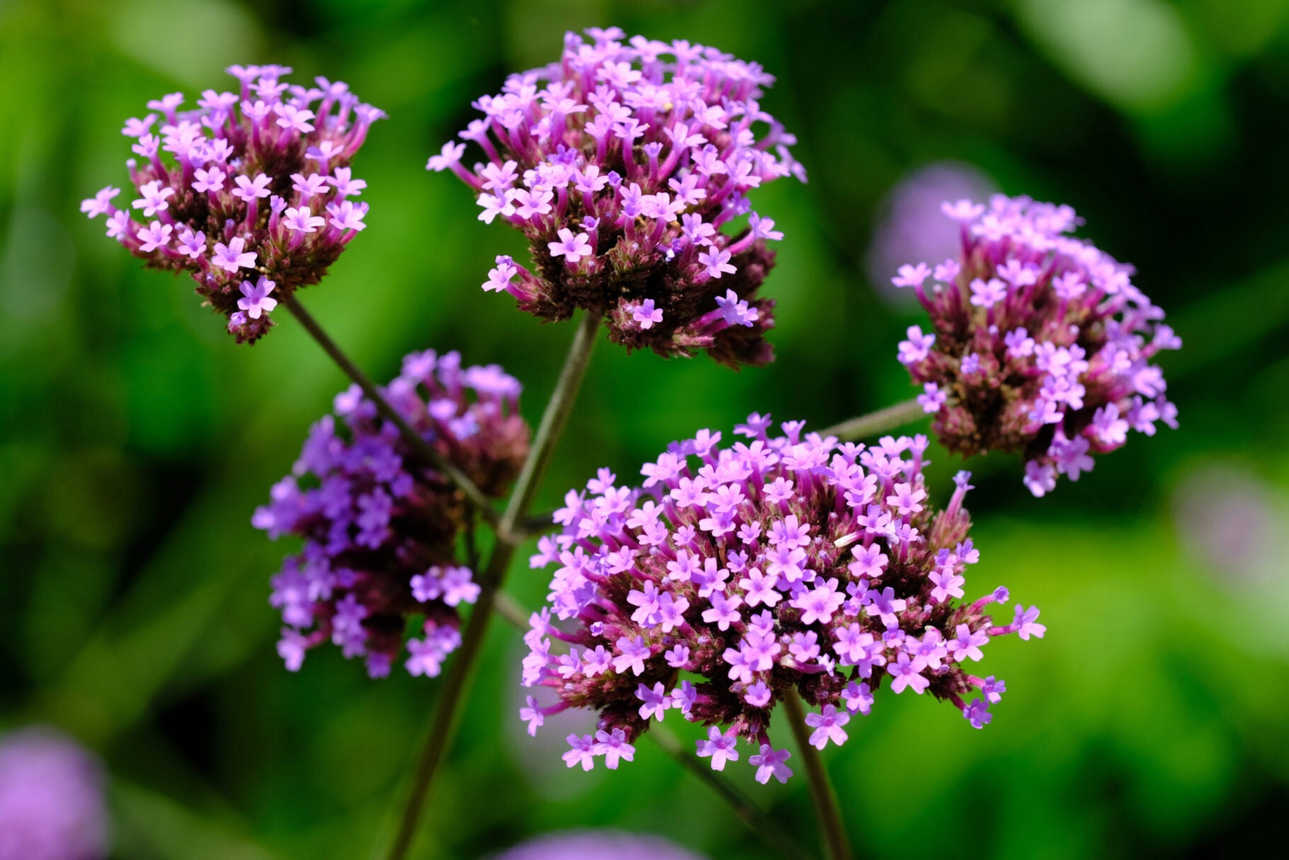 Eisenkraut Blumensamen zur Aussaat – ideal Rabatten – Traditionssorte & ohne Gentechnik Samen Hausgarten