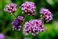 Eisenkraut Blumensamen zur Aussaat – ideal Rabatten – Traditionssorte & ohne Gentechnik Samen Hausgarten