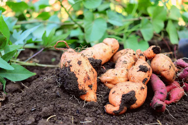 Gelb Süßkartoffel Gemüse Planting Samen