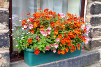 Gemischt Nemesia Masquerade Blumensamen zur Aussaat sonnenliebend Traditionssorte & ohne Gentechnik Samen Hausgarten