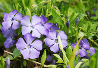 Violett Immergrün Immergrün Blumensamen zur Aussaat robust Sorte Traditionssorte & ohne Gentechnik Samen Hausgarten