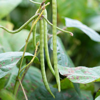 Green Mung Bean Samen for Gemüse Gardening