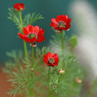 Rot Adonis Aestiva Samen Striking Rot Blumen