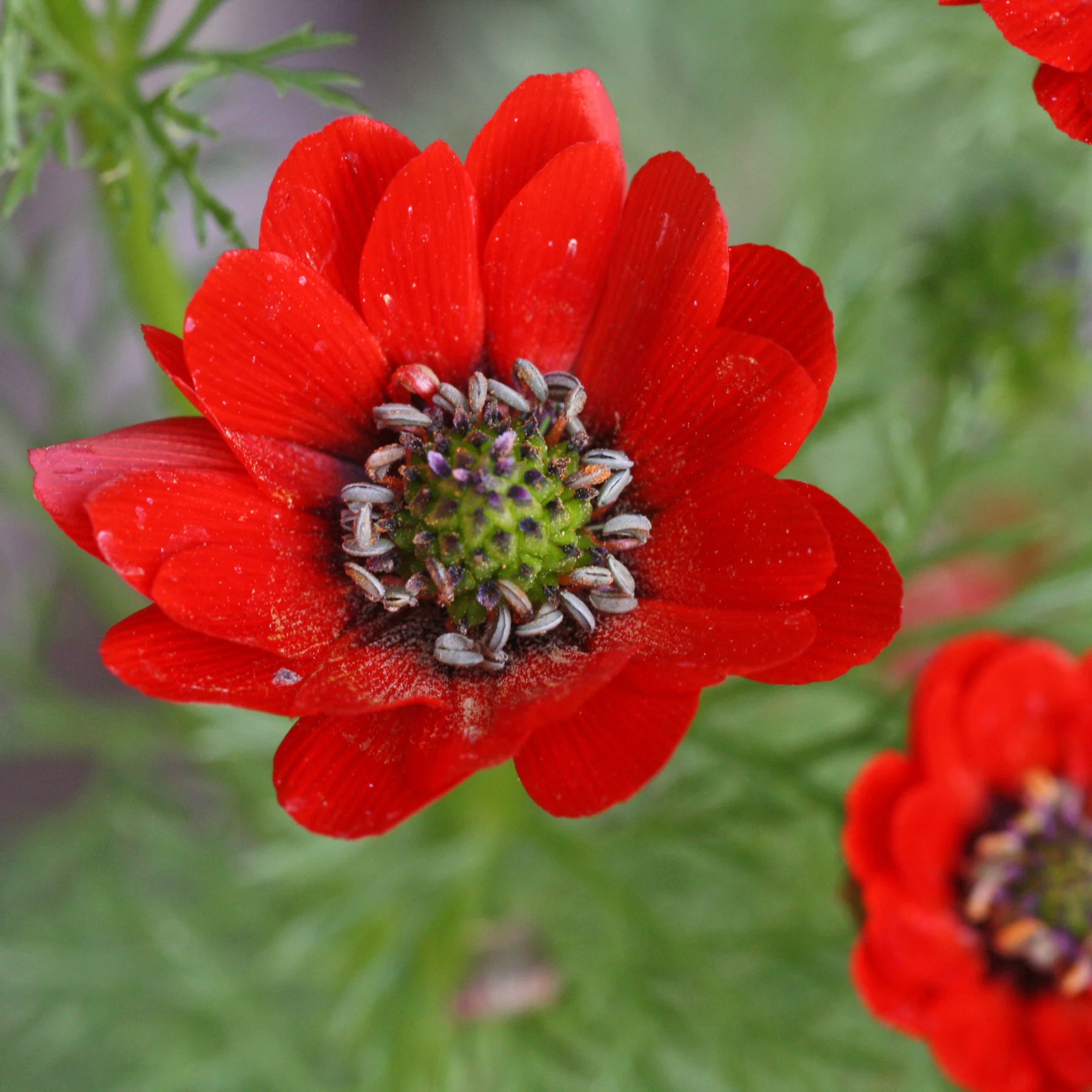 Rot Adonis Aestiva Samen Striking Rot Blumen