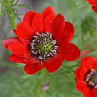 Rot Adonis Aestiva Samen Striking Rot Blumen