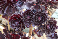 Arboreum Atropureum Blumensamen zur Aussaat – pflegeleicht – Traditionssorte & ohne Gentechnik Samen Hausgarten