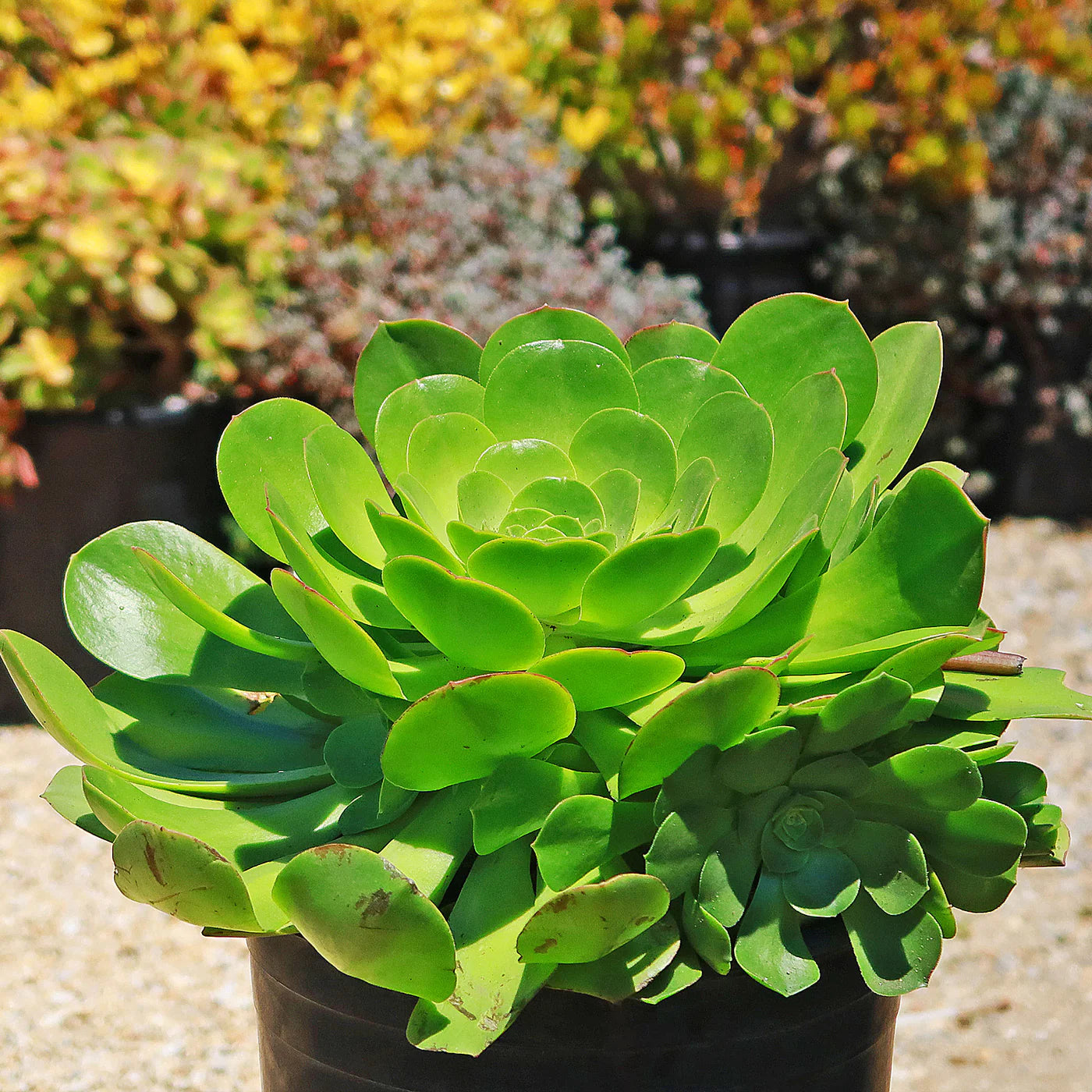 Canary Aeonium Blumensamen zur Aussaat Bestäuber freundlich Traditionssorte & ohne Gentechnik Samen Hausgarten