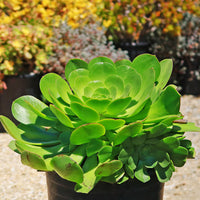 Canary Aeonium Blumensamen zur Aussaat Bestäuber freundlich Traditionssorte & ohne Gentechnik Samen Hausgarten