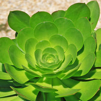Canary Aeonium Blumensamen zur Aussaat Bestäuber freundlich Traditionssorte & ohne Gentechnik Samen Hausgarten