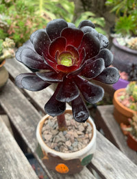 Aeonium arboreum zwartkop succulent samen