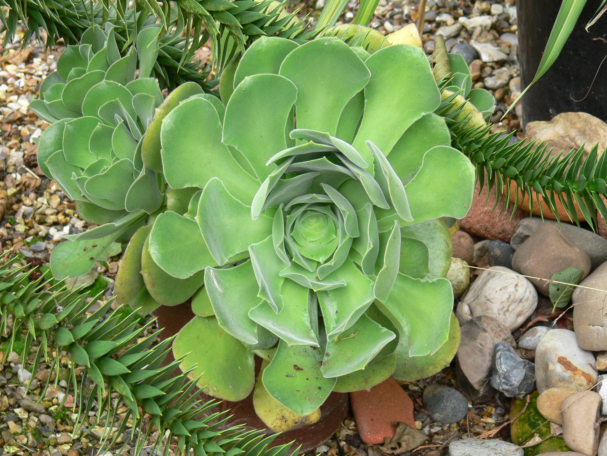 Canary Aeonium Blumensamen zur Aussaat Bestäuber freundlich Traditionssorte & ohne Gentechnik Samen Hausgarten