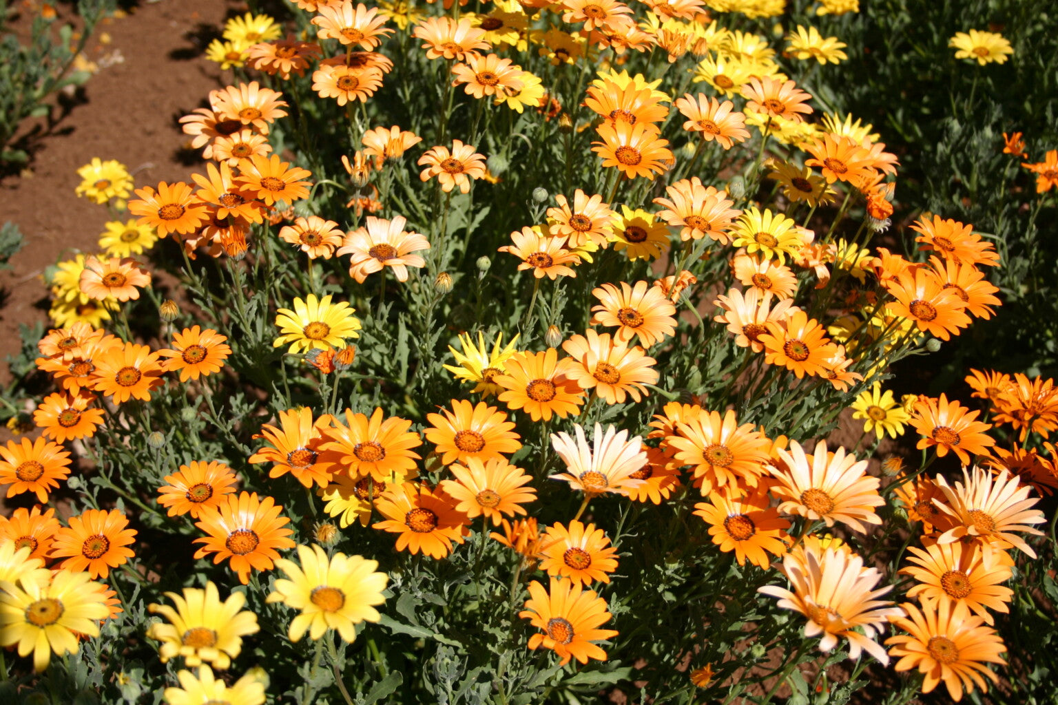 Gemischt Kapkörbchen Blumensamen zur Aussaat – kompakt Wuchs – Traditionssorte & ohne Gentechnik Samen Hausgarten