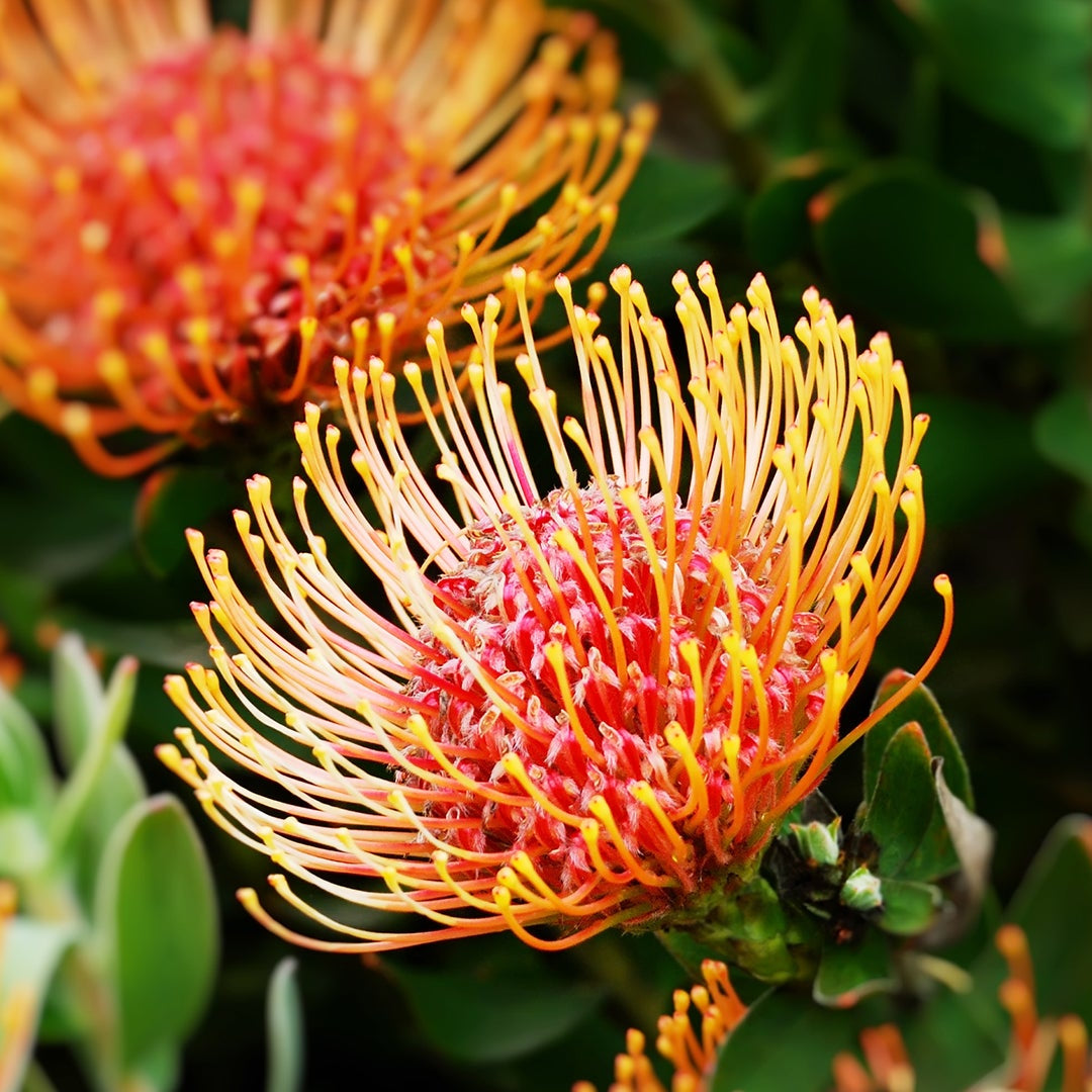 Orange Protea Blumensamen zur Aussaat – Landhaus Garten wichtig – Traditionssorte & ohne Gentechnik Samen Hausgarten