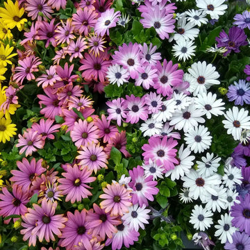 Gemischt Kapkörbchen Blumensamen zur Aussaat – kompakt Wuchs – Traditionssorte & ohne Gentechnik Samen Hausgarten