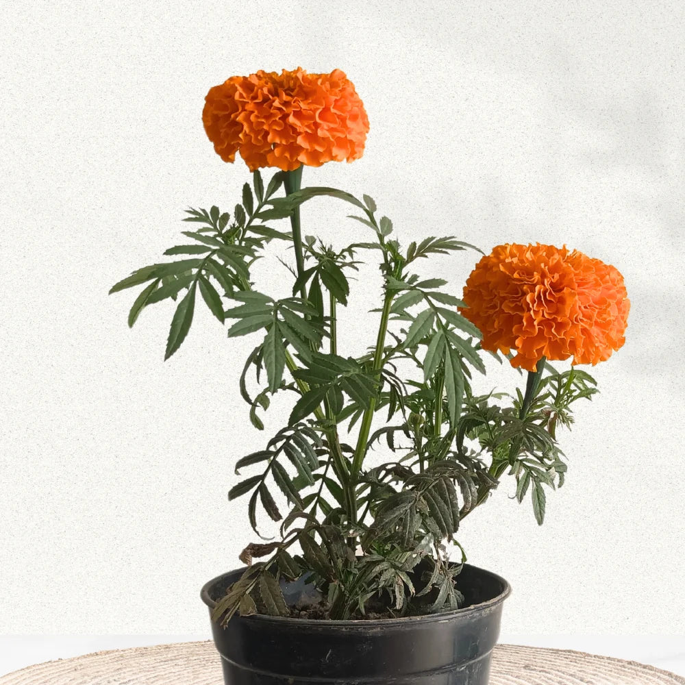 Studentenblume Blumensamen zur Aussaat – Bestäuber freundlich – Traditionssorte & ohne Gentechnik Samen Hausgarten