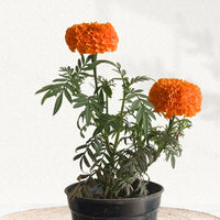 Studentenblume Blumensamen zur Aussaat – Bestäuber freundlich – Traditionssorte & ohne Gentechnik Samen Hausgarten