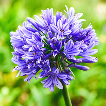 hell Blau Agapanthus Blumensamen zur Aussaat – duftend Blüten – Traditionssorte & ohne Gentechnik Samen Hausgarten