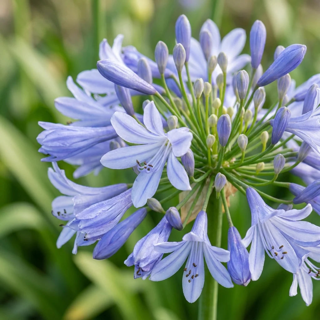 Agapanthus Africanus Blumensamen zur Aussaat – Halbschatten verträglich – Traditionssorte & ohne Gentechnik Samen Hausgarten