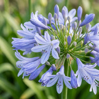 Agapanthus Africanus Blumensamen zur Aussaat – Halbschatten verträglich – Traditionssorte & ohne Gentechnik Samen Hausgarten