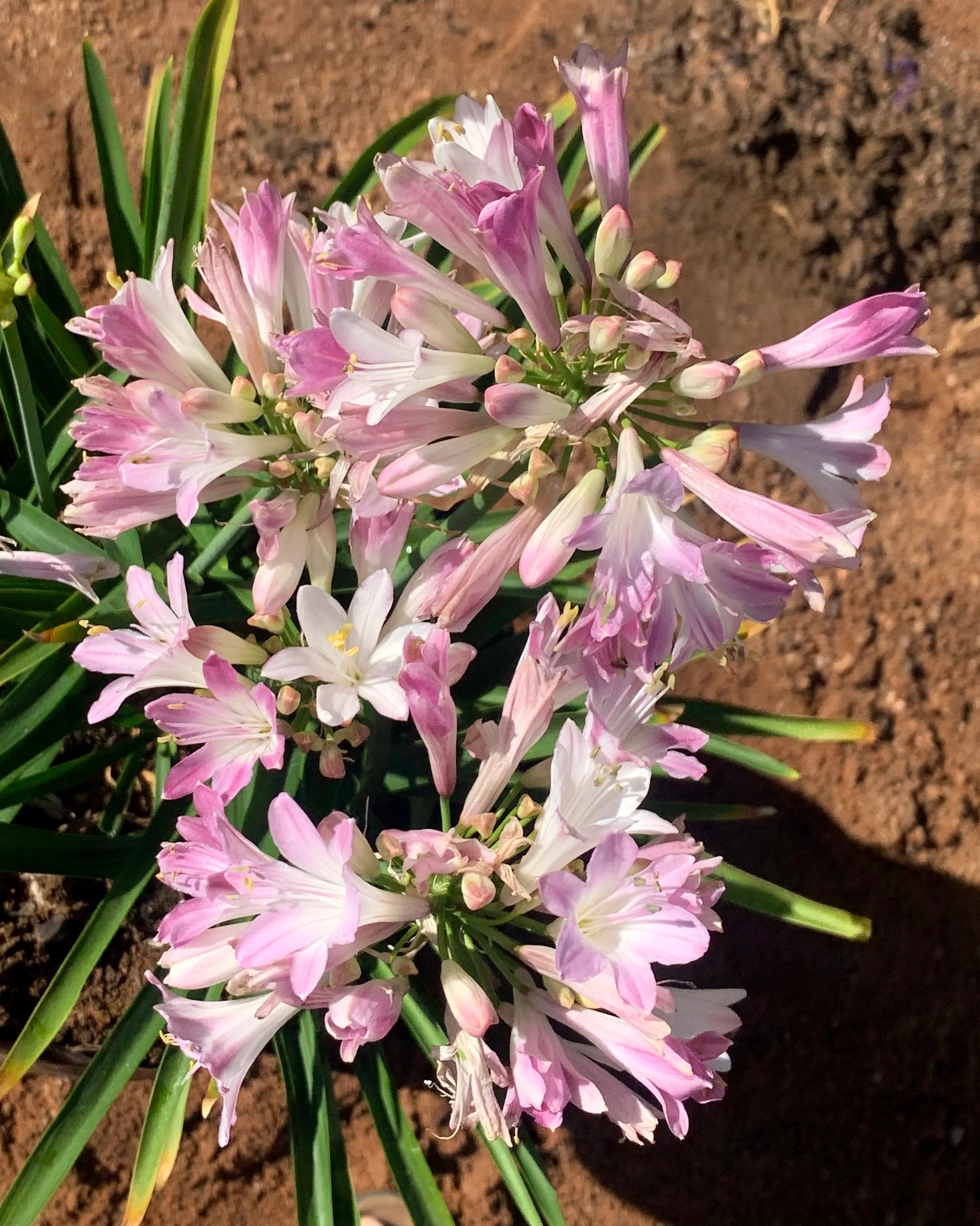 Strap-like foliage of agapanthus pflanze