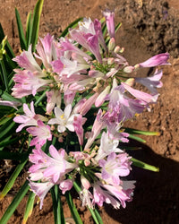 Strap-like foliage of agapanthus pflanze