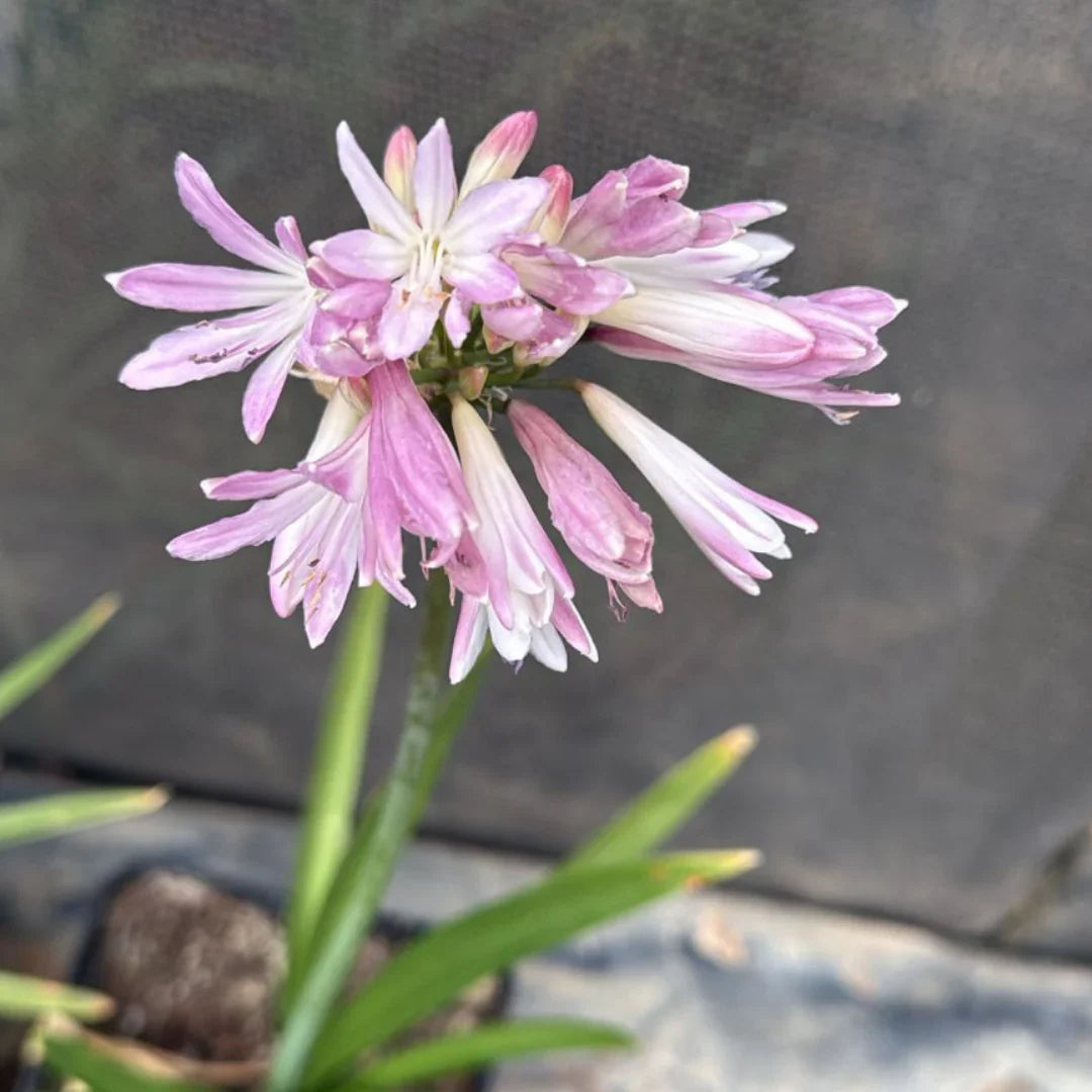 Non-gmo agapanthus blume samen