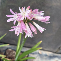 Non-gmo agapanthus blume samen