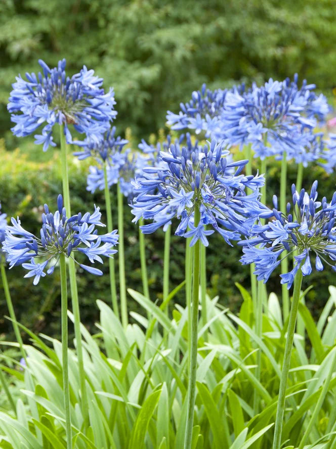 Agapanthus Africanus Blumensamen zur Aussaat – Halbschatten verträglich – Traditionssorte & ohne Gentechnik Samen Hausgarten