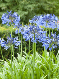 Agapanthus Africanus Blumensamen zur Aussaat – Halbschatten verträglich – Traditionssorte & ohne Gentechnik Samen Hausgarten
