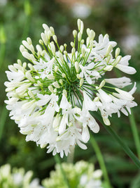 Weiß Agapanthus Blumensamen zur Aussaat – Landhaus Garten wichtig – Traditionssorte & ohne Gentechnik Samen Hausgarten