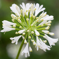 Weiß Agapanthus Blumensamen zur Aussaat – Landhaus Garten wichtig – Traditionssorte & ohne Gentechnik Samen Hausgarten