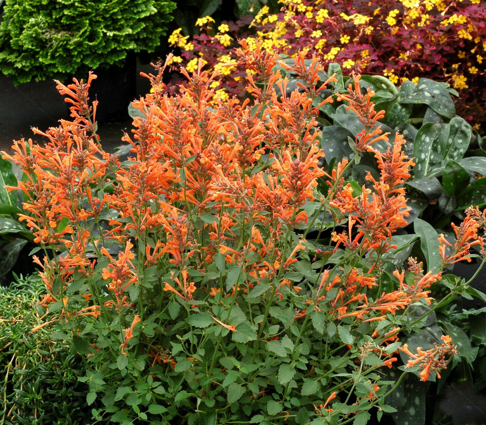 Orange Agastache Navajo Samen zur Aussaat – leuchtend mehrjährig Blumen