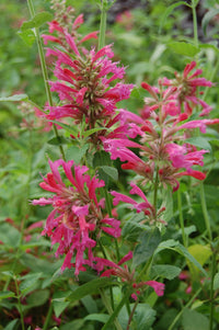 Agastache Cana Blumensamen – einzigartig Bodendecker exotisch Blüten