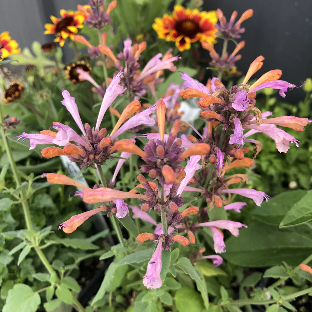 Agastache Arizona Sunset Blumensamen zur Aussaat – ideal Rabatten Traditionssorte & ohne Gentechnik Samen Hausgarten