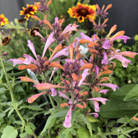 Agastache Arizona Sunset Blumensamen zur Aussaat – ideal Rabatten Traditionssorte & ohne Gentechnik Samen Hausgarten