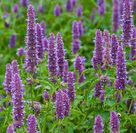 Agastache Rugosa Blumensamen zur Aussaat – kompakt Wuchs – Traditionssorte & ohne Gentechnik Samen Hausgarten