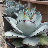 Blau Agave Titanota Kraut samen  zur Aussaat kompakt Wuchs Traditionssorte & ohne Gentechnik Samen Hausgarten
