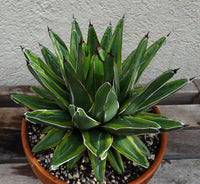 Grün Victoria Agave Blumensamen zur Aussaat – Bestäuber freundlich – Traditionssorte & ohne Gentechnik Samen Hausgarten