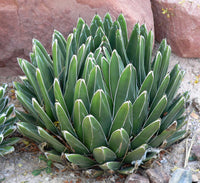 Grün Victoria Agave Blumensamen zur Aussaat – Bestäuber freundlich – Traditionssorte & ohne Gentechnik Samen Hausgarten