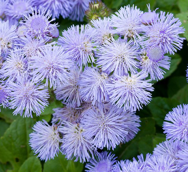 Ageratum Blumensamen zur Aussaat duftend Blüten Traditionssorte & ohne Gentechnik Samen Hausgarten