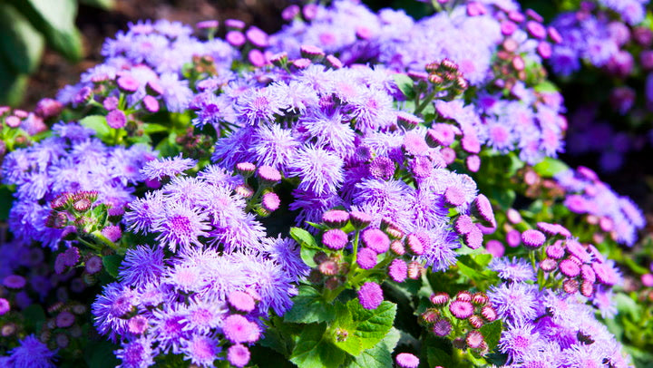 Non gmo violet ageratum samen