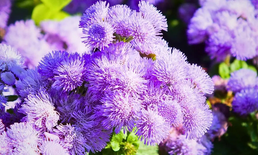 Ornamental violet ageratum samen for landscapes