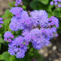 Violet ageratum samen for anpflanzung