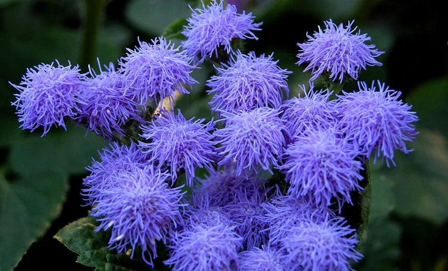 Violet ageratum flowering samen for gardens