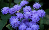 Violet ageratum flowering samen for gardens