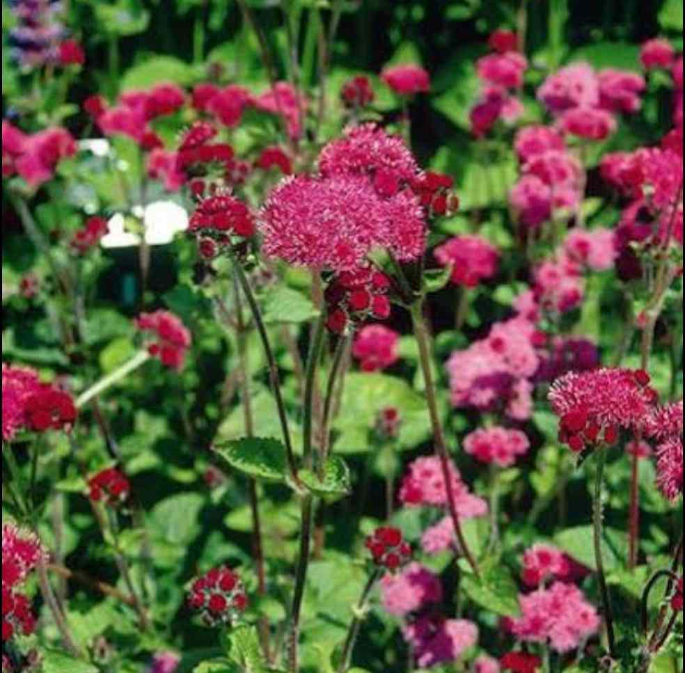 Rot Ageratum Blumensamen zur Aussaat saisonal Dauerblüher Traditionssorte & ohne Gentechnik Samen Hausgarten